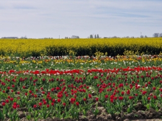 Tulips in the field, ready to be picked