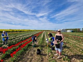 Robyn, Jan, Pascale and members of her club picking tulips