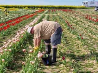 Rick picking tulips