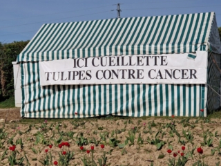 Tulip picking here against cancer