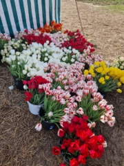 Picked tulips in buckets ready for sale