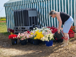 Robyn watering the picked tulips in buckets